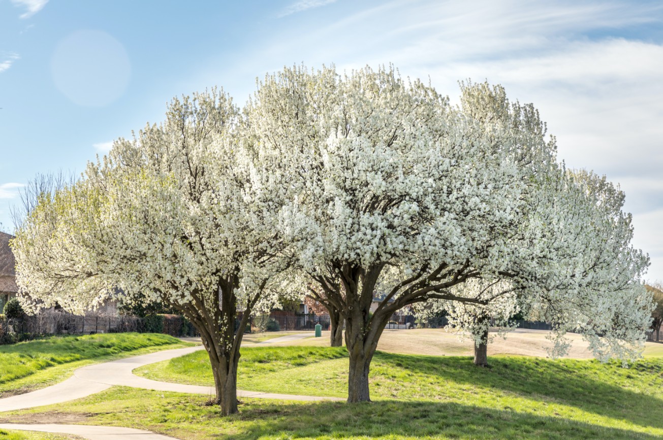 Bradford Pear Tree